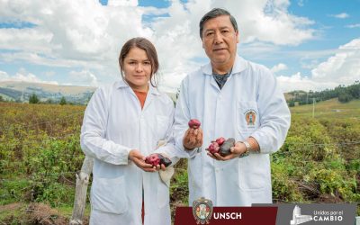 ¡Docente y tesista de la UNSCH realizan investigación sobre la papa nativa!