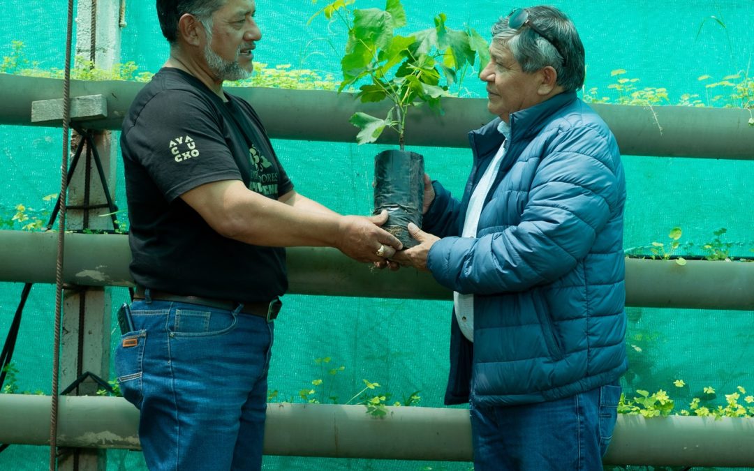 ¡UNSCH RECIBE 500 PLANTONES DE UVA NEGRA PARA FUNDO WAYLLAPAMPA!